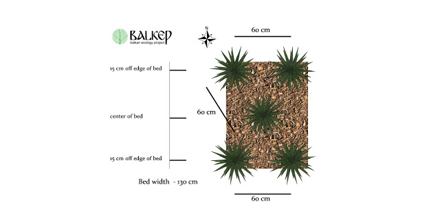 Comfrey Patch Layout V1.jpg