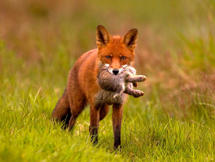 rabbit-eaten-by-fox.jpg