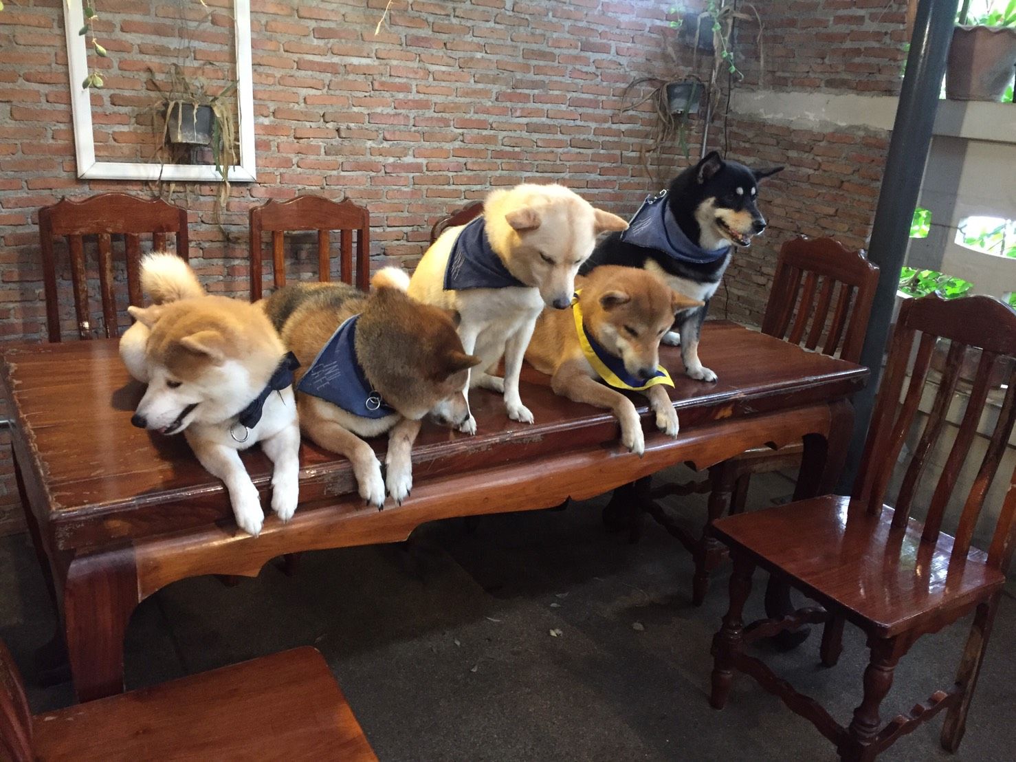 Shiba Inu.jpg