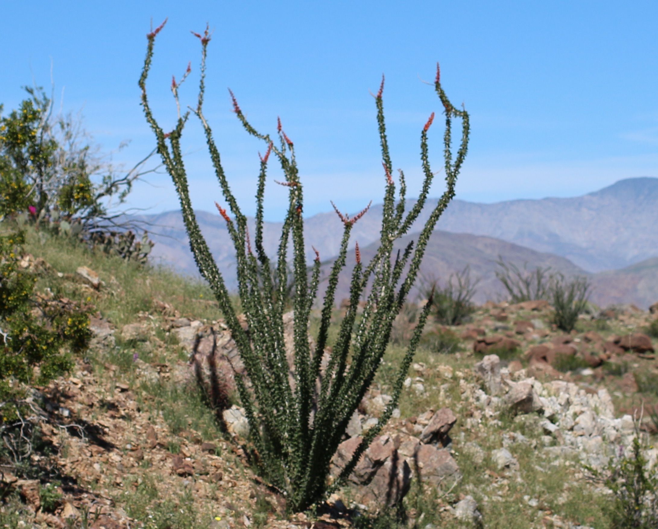 Ocotillo Blossoms