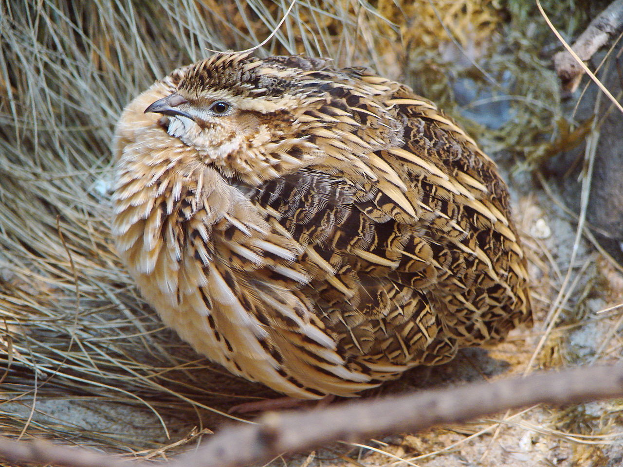 1280px-Coturnix_coturnix_(Warsaw_zoo)-1.JPG