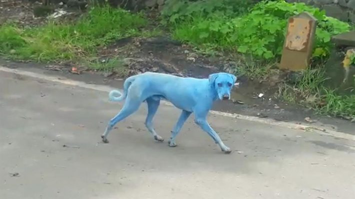 cachorro-azul-india-8.jpg