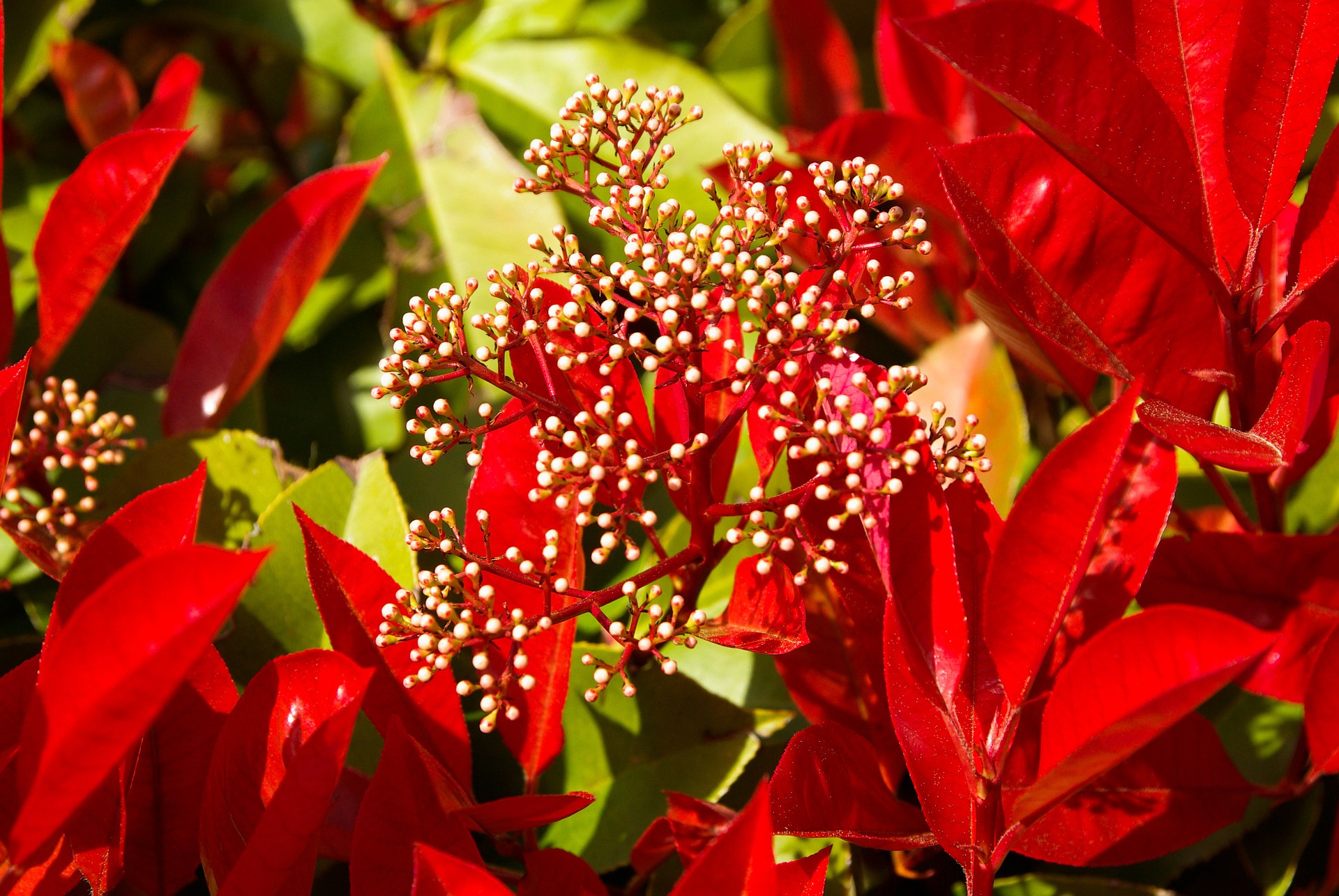 photinia-716347_1920.jpg