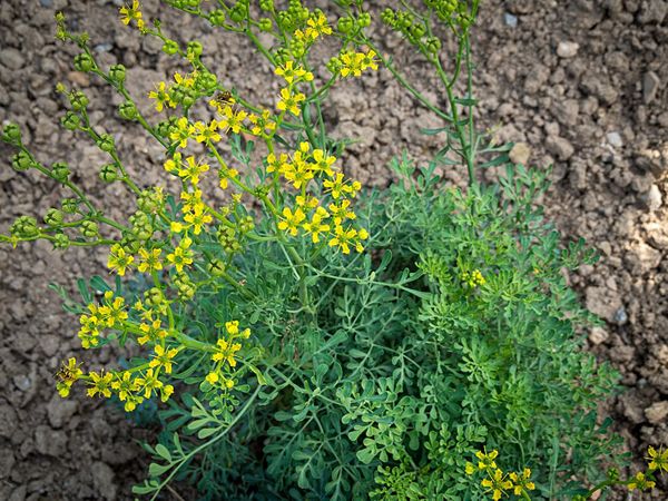 799px-Die_Weinraute,_lat._Ruta_graveolens,_Pflanze_mit_den_gelben_Blüten crop.jpg