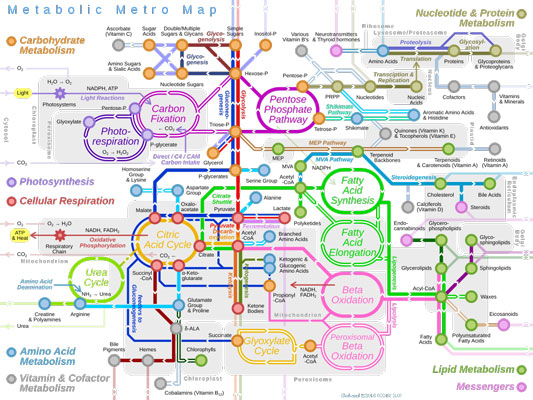 1024px-Metabolic_Metro_Map-.jpg