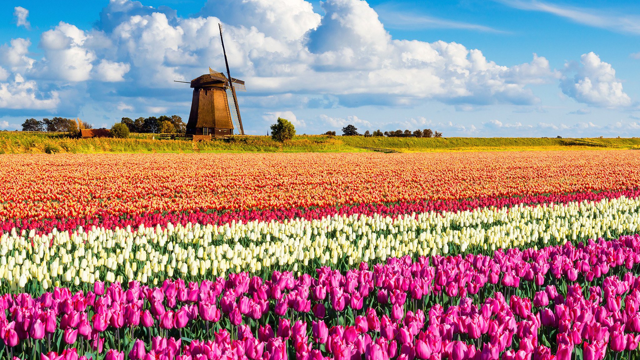 tulips-windmill-holland-cr-getty.jpg