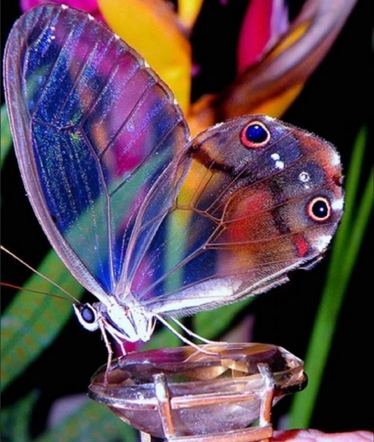 An-amber-phantom-butterfly-600x708.jpg