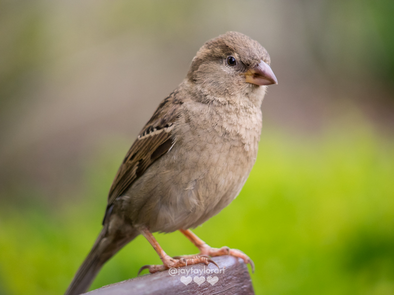 sparrow-female-2.jpg