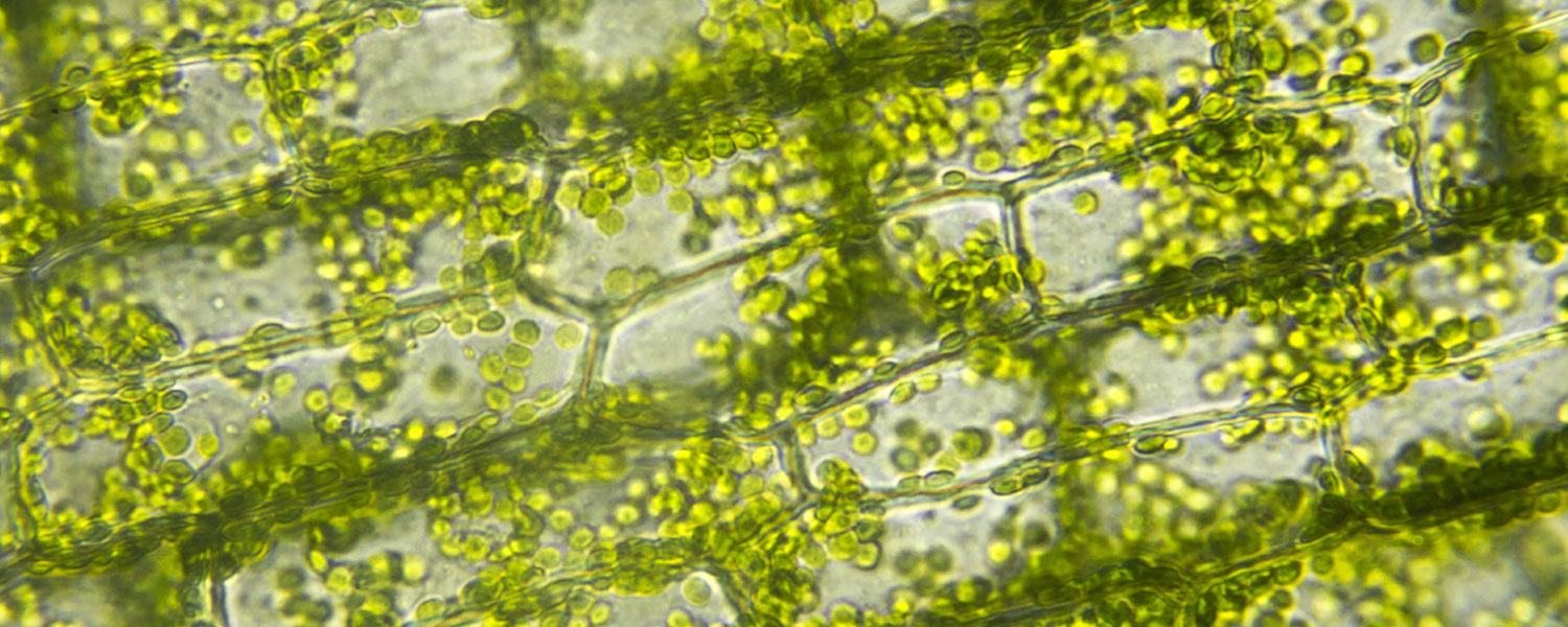 microalgae.jpg