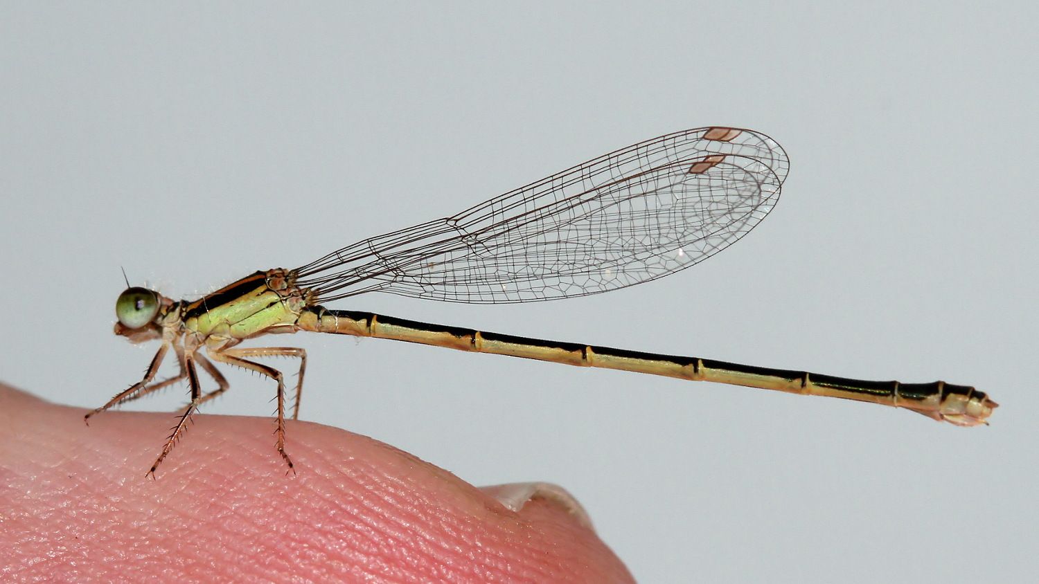 Coenagrionidae Ischnura aurora Aurora Bluetail female BY Tas n1.jpg