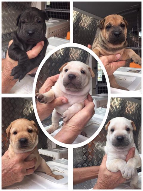 5 sharpei babies 14 July 17.jpg