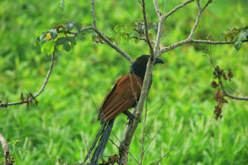 Burung Penyanyi Steemit