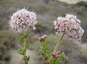 Eriogonum_fasciculatum--_California_Buckwheat_(27799078065).jpg