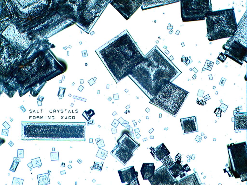 63553682609 - micro evolution a series of processed microscope_4.jpg