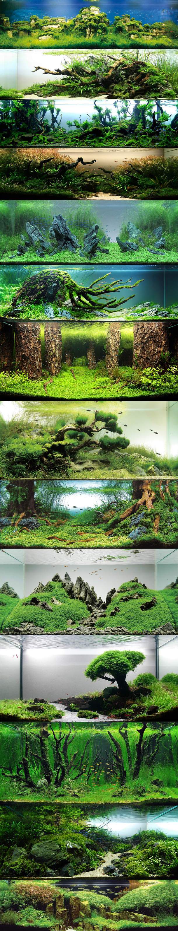 AQUASCAPE BUILD YOUR OWN MICRO ECOSYSTEM VERY COOL! u2014 Steemit