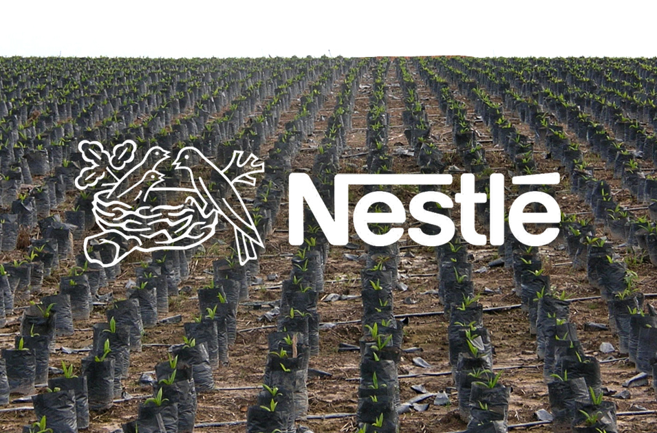 palmoel-plantage-nestle.jpg