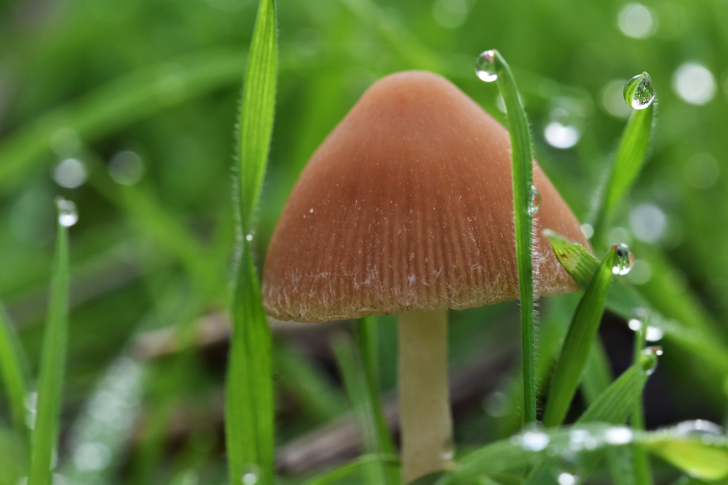 mushroom waterdrops gras 2.jpg