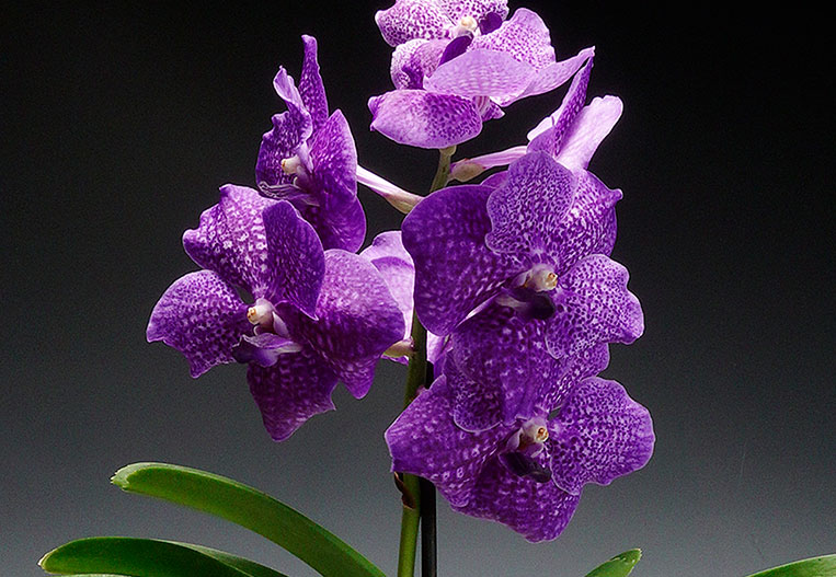 hob-growing-pictures-of-orchids.jpg