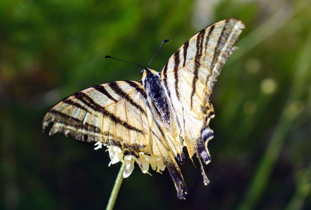 macro svijet c.JPG