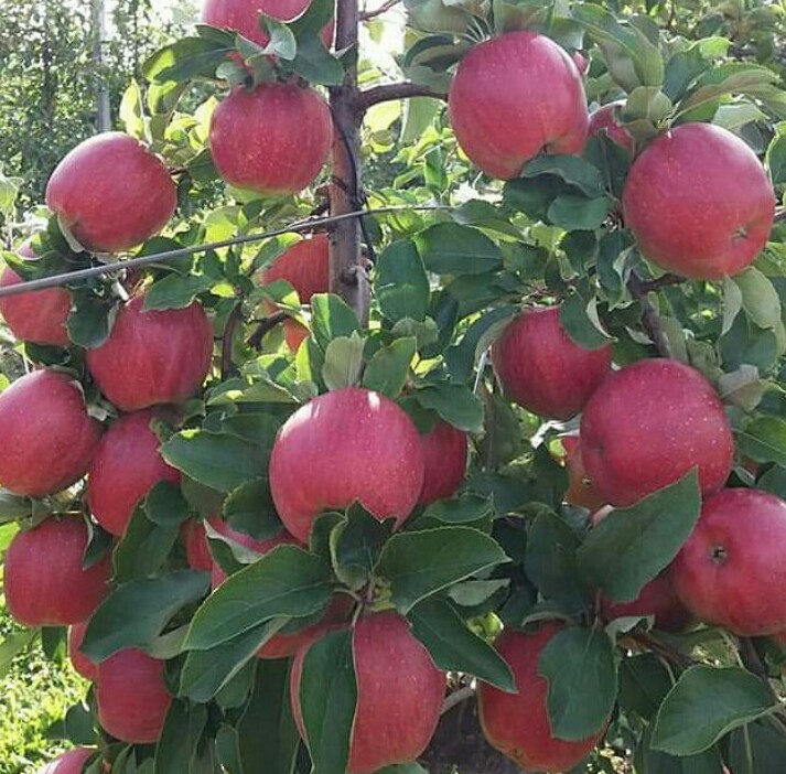 pohon apel