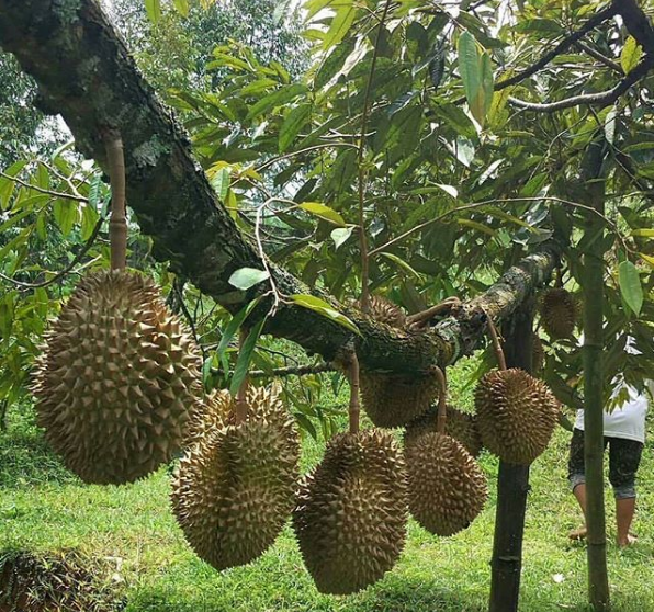 Nutrient Content Of Durian Steemit