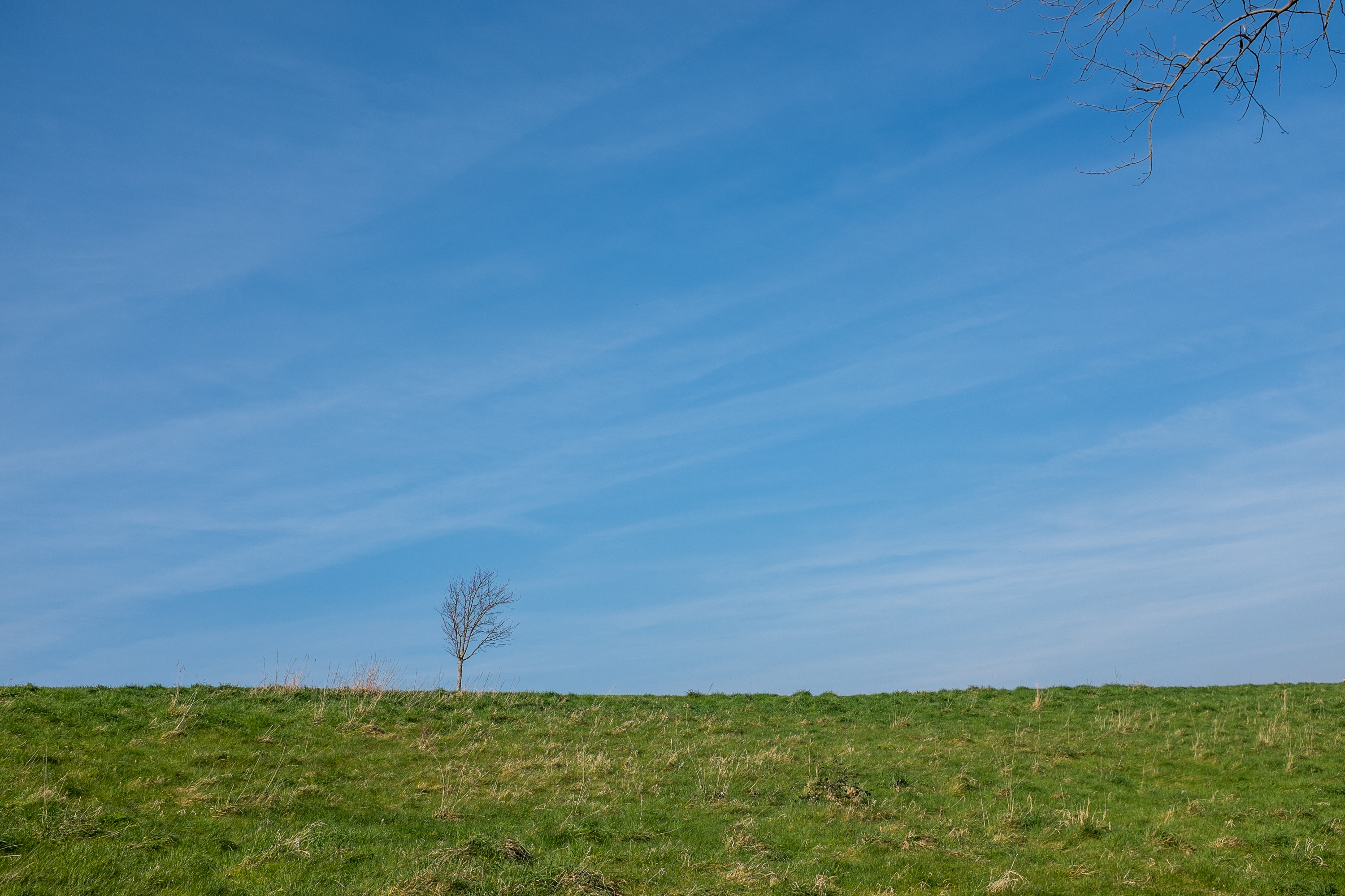 minimal-tree-blue-sky.jpg