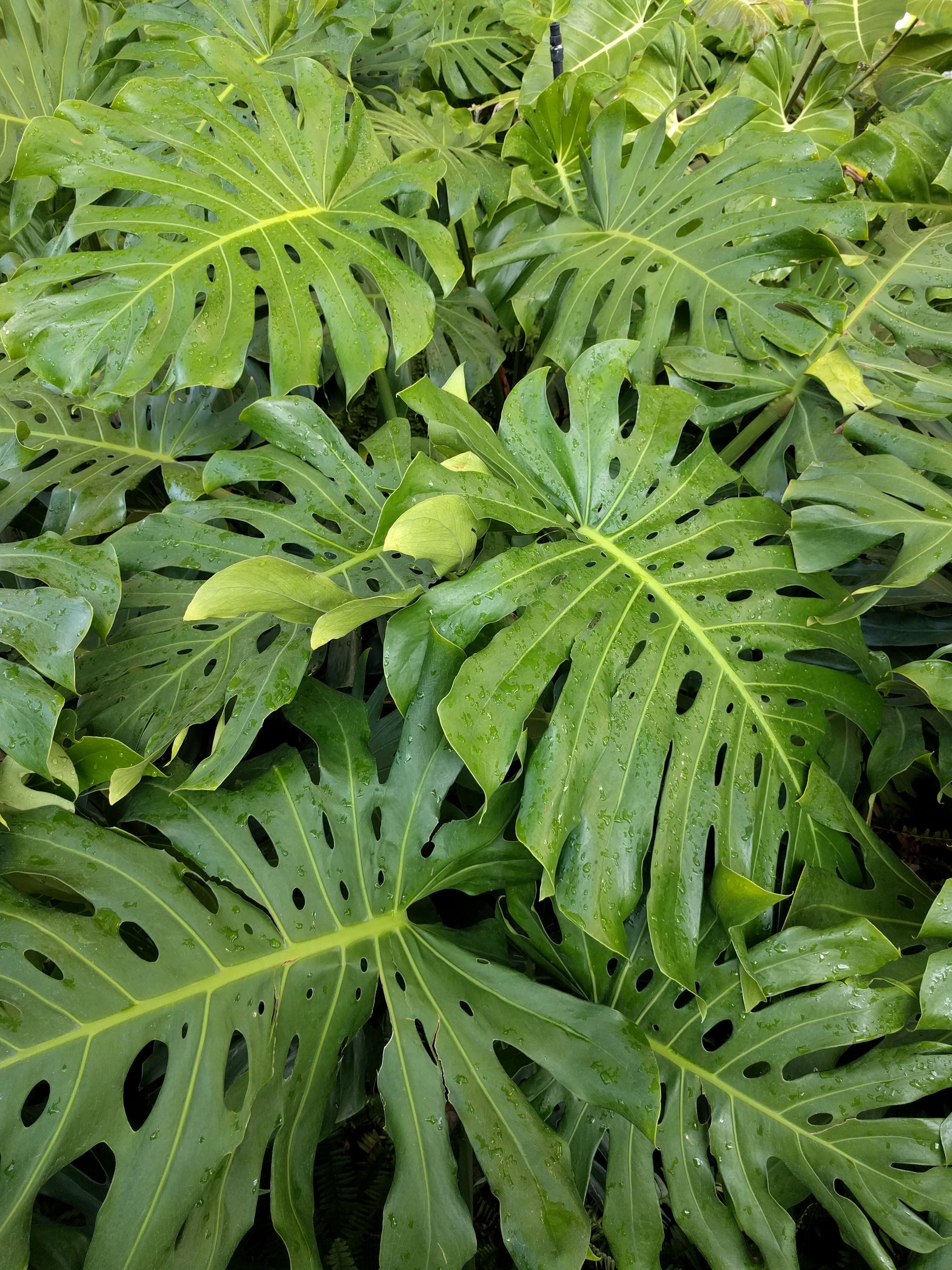 Monstera Wild.jpg