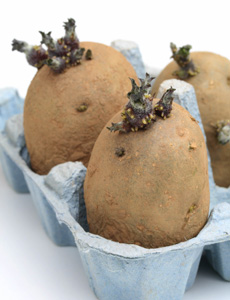 seed potatos 2.jpg