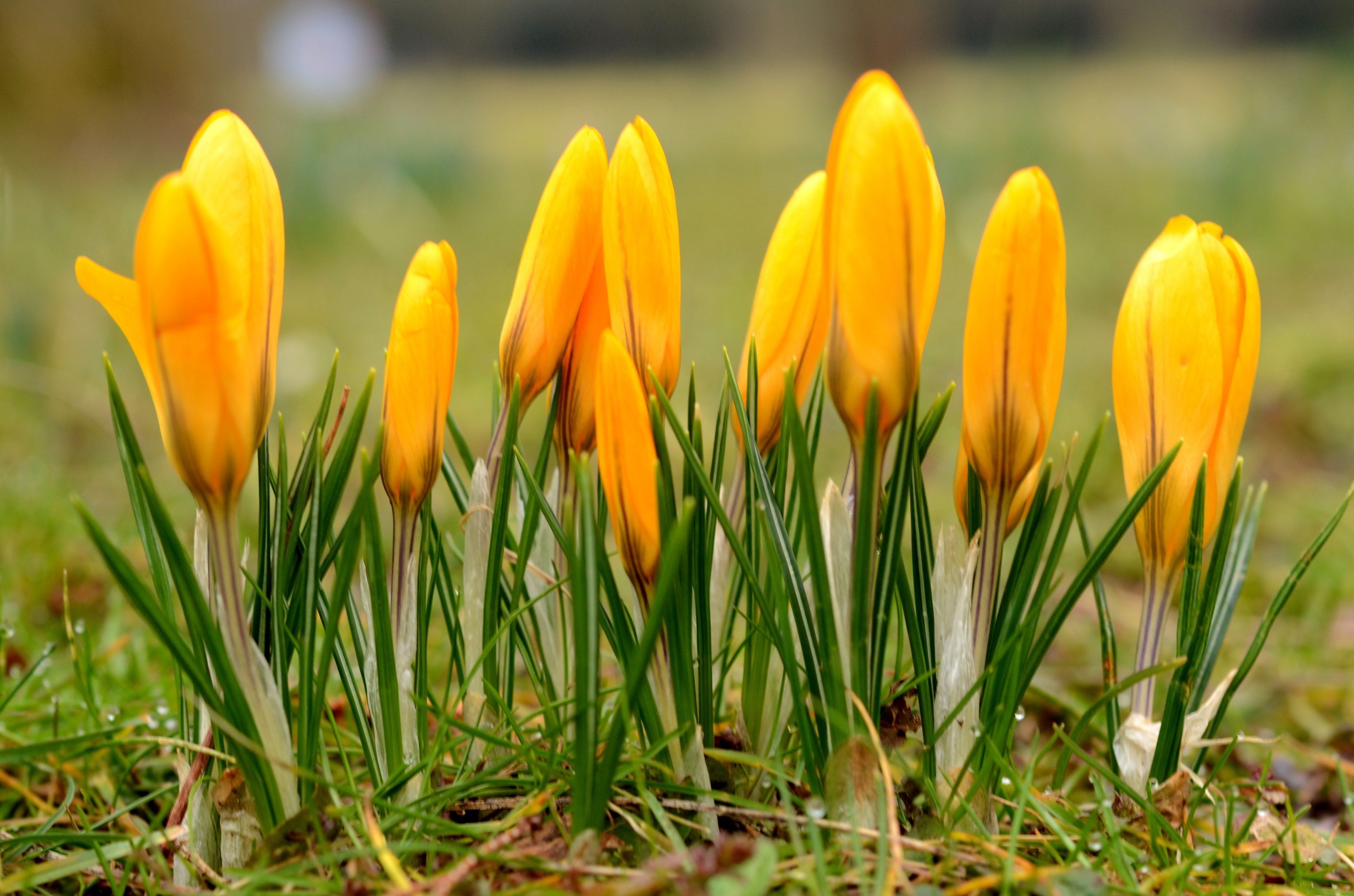 flower13.JPG