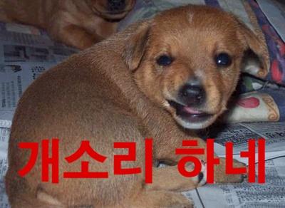 개소리하네.jpg