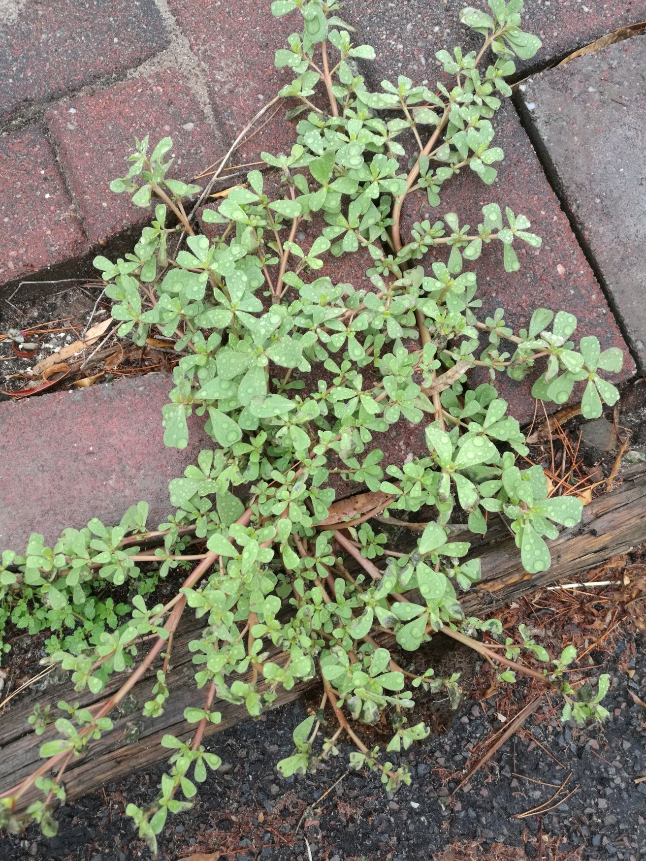 Sprawling Purslane.