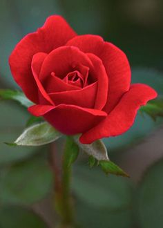 rose-07.jpg