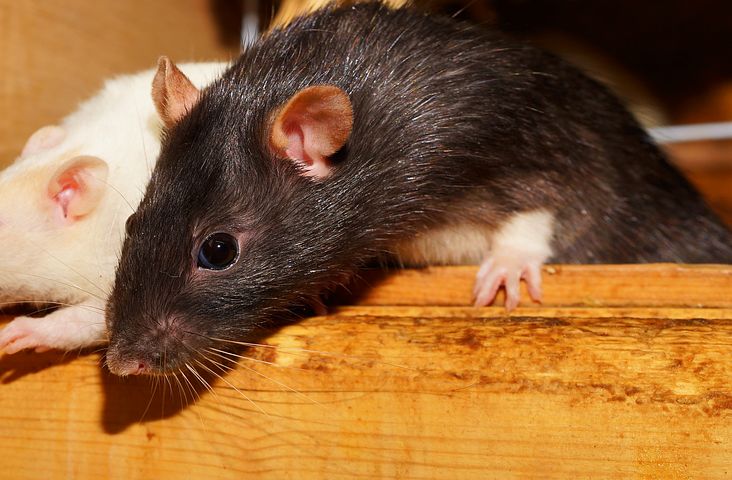 rat-2103087__480.jpg