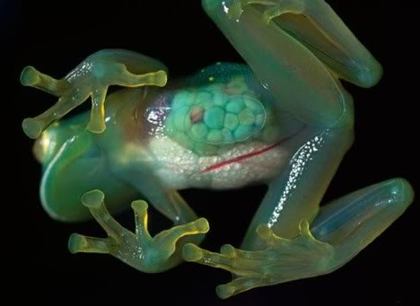 Glass Frog 2.jpg