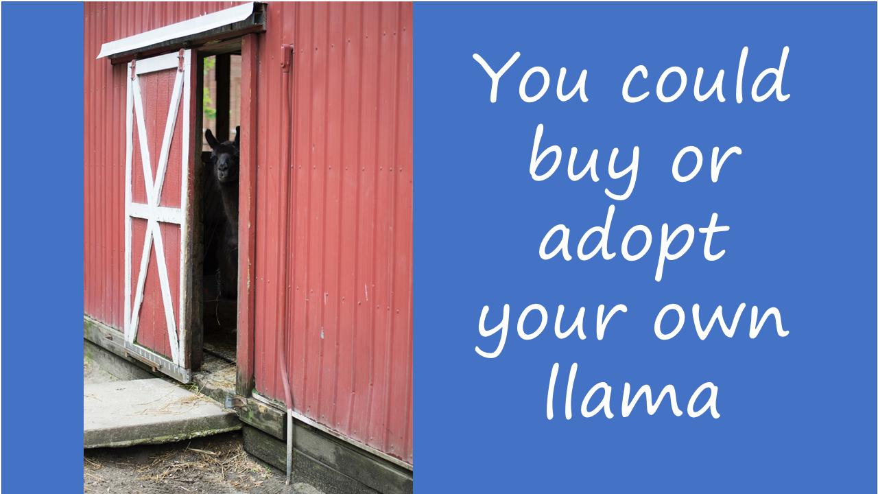 adopt-a-llama.PNG