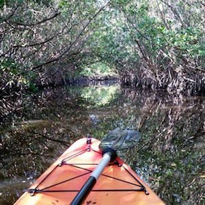 mangrovin.jpg