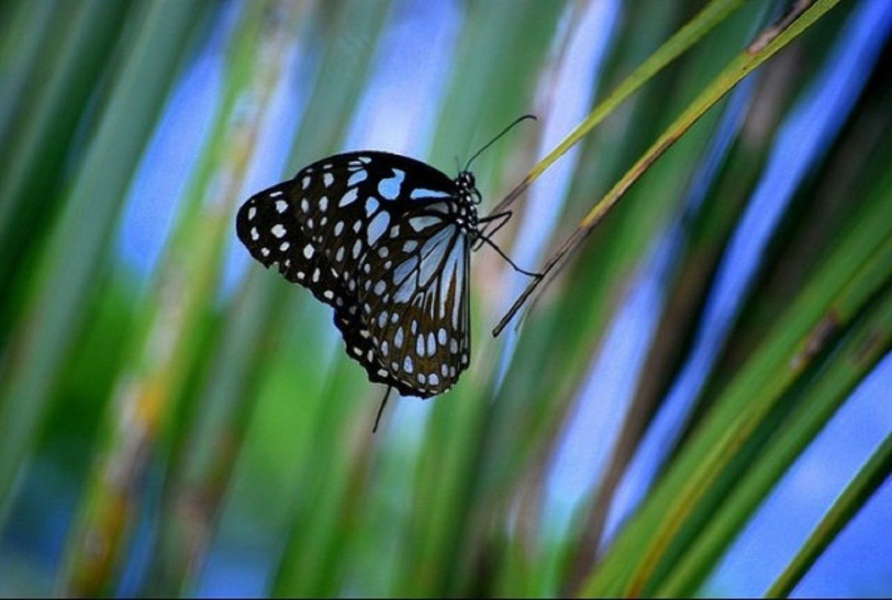 Butterfly-3-600x404.jpg