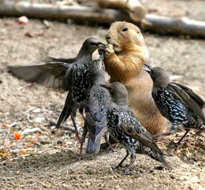 Birds trying to snatch nut from squrrel.jpg