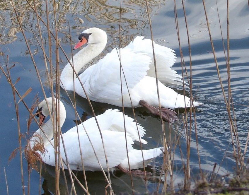cygne.JPG