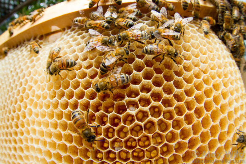 bees.jpg