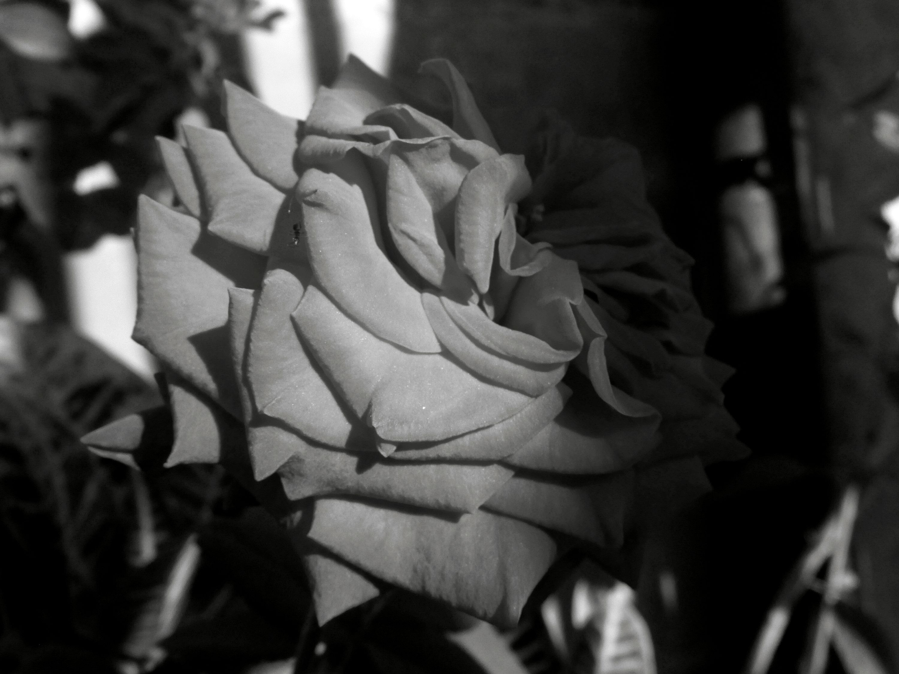 Half rose.jpg