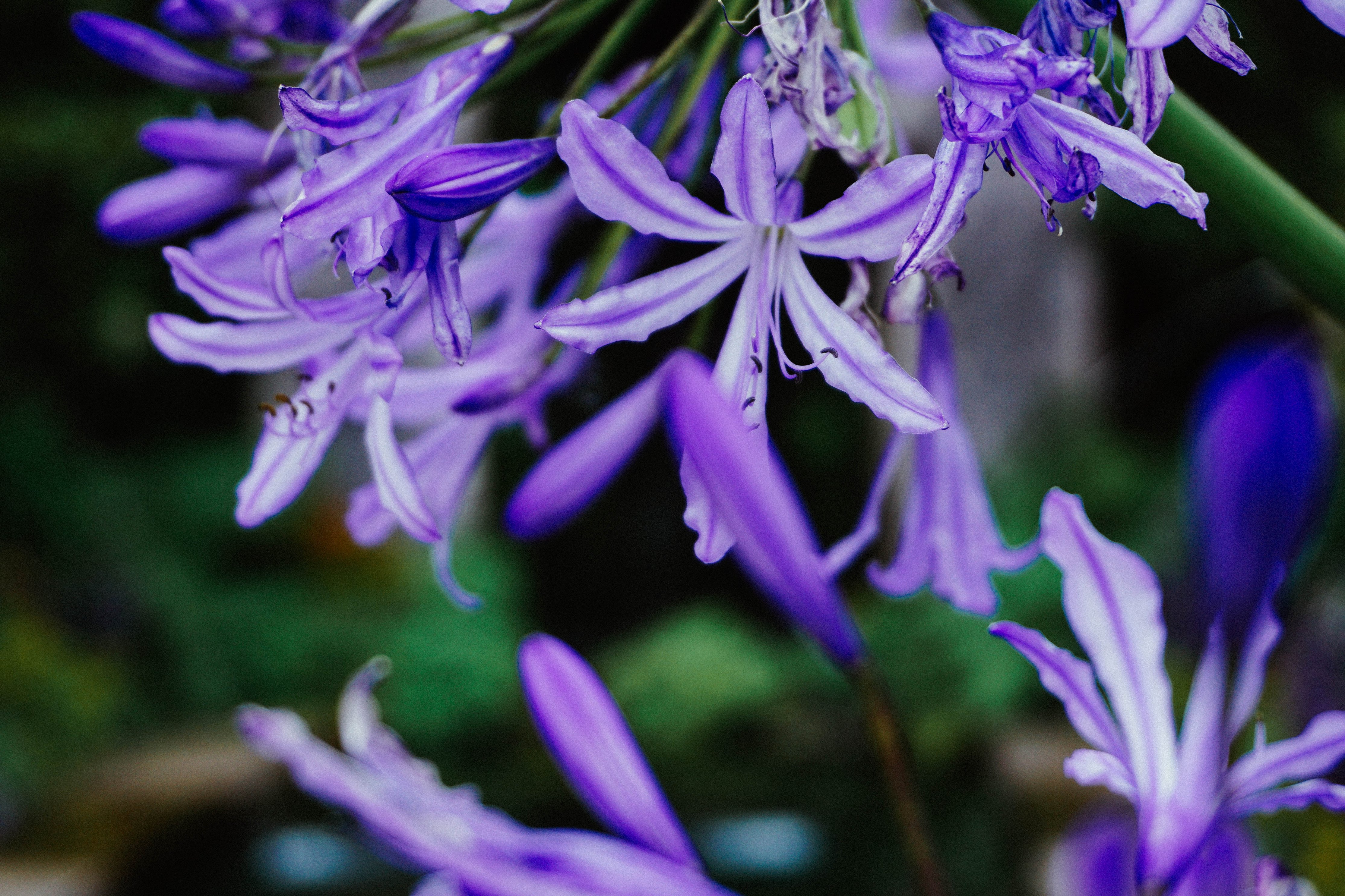 purple-flowers_4460x4460.jpg