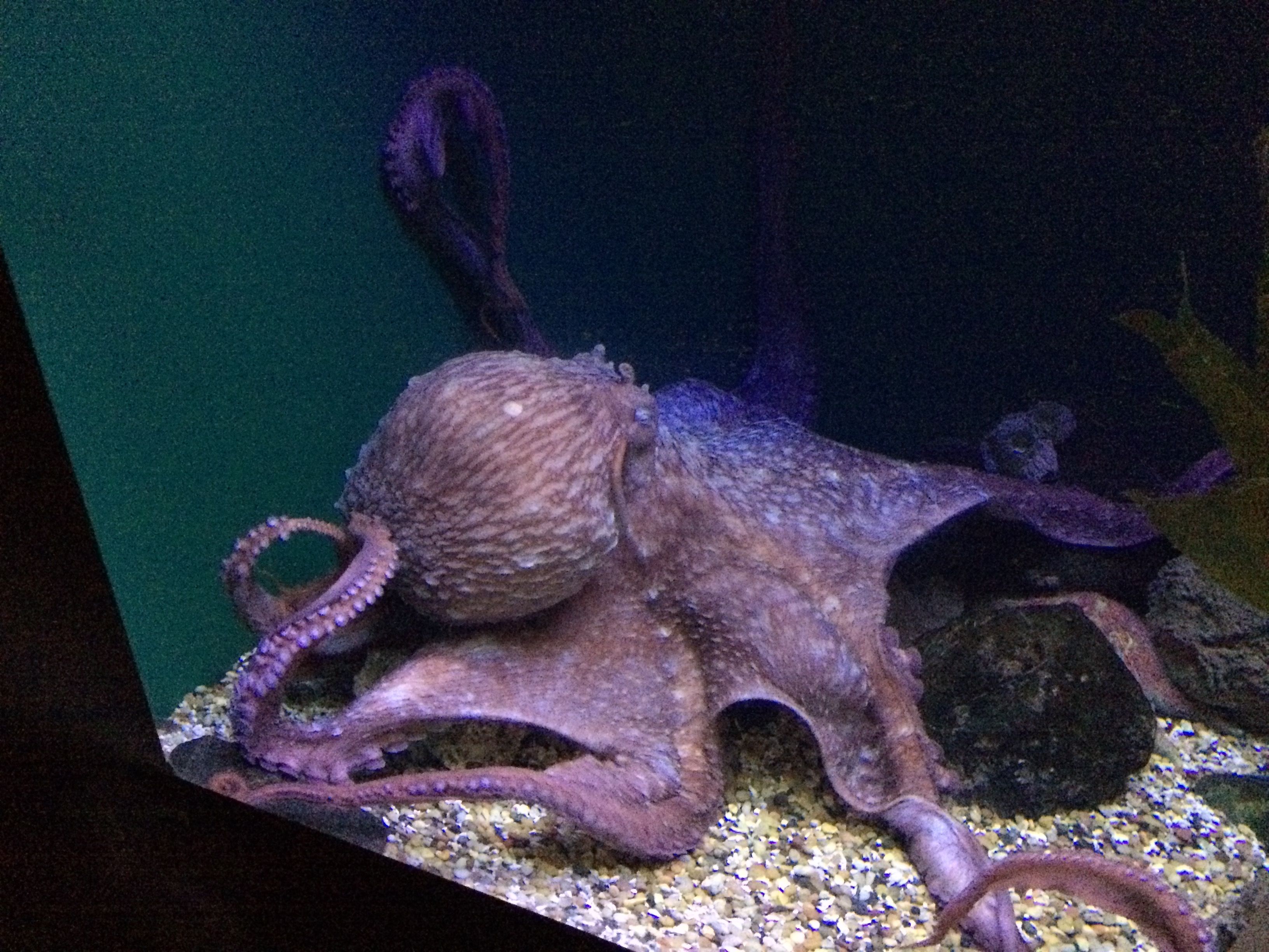 Cephalopod 001.jpeg
