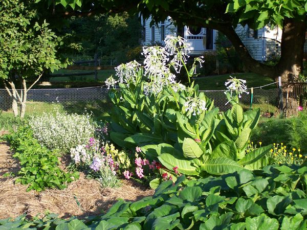 Big garden - celery, stocks, nicotiana,calendula, cosmos3 crop Aug. 2010.jpg