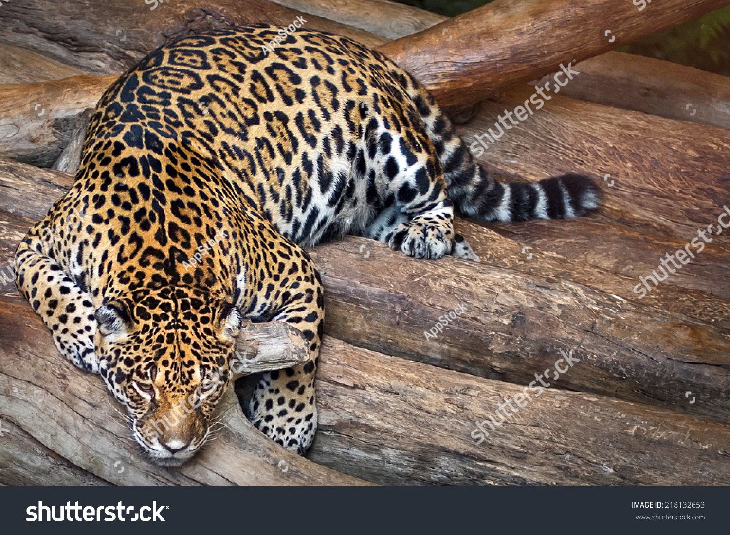 zindochinese leopard-pregnant-mother-tiger-lying-relax-.jpg