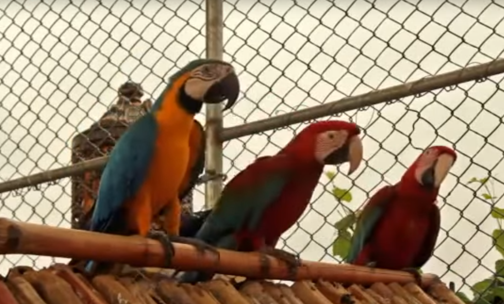 Parrots.png