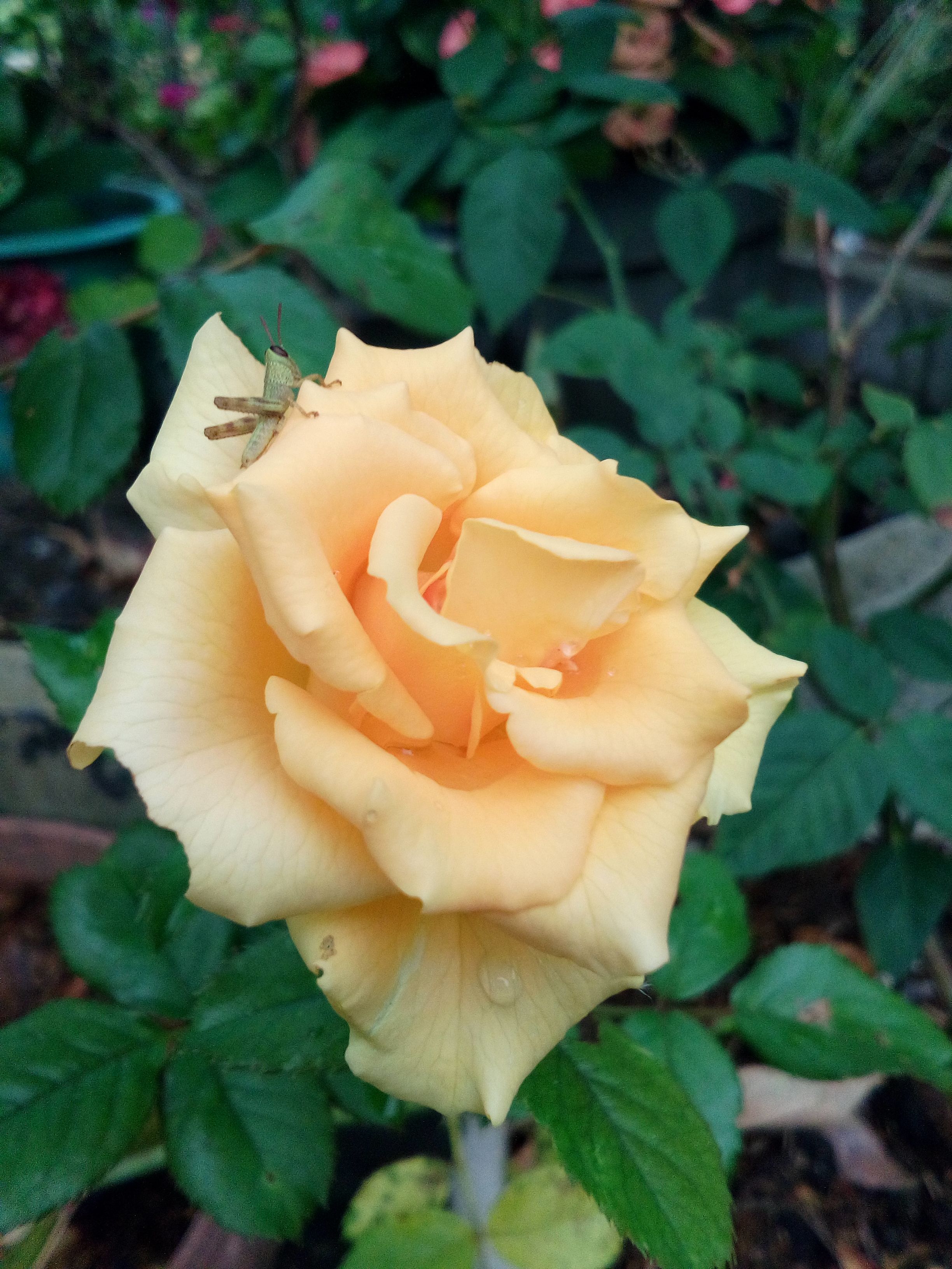 Cantik Dan Indah Inilah Bunga Mawar Steemit