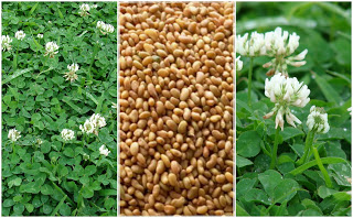 White Clover.jpg