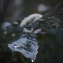 bubble.gif