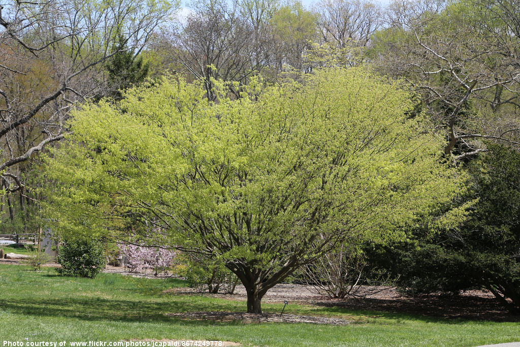 NewSpringLeavesOnTree-032116.jpg